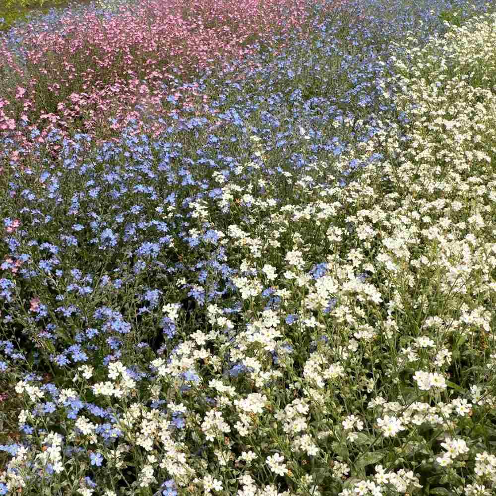 Незабравка Tricolor – Myosotis Trio, три цвята в един храст, пролетно цъфтящо растение