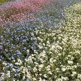 Незабравка Tricolor – Myosotis Trio, три цвята в един храст, пролетно цъфтящо растение