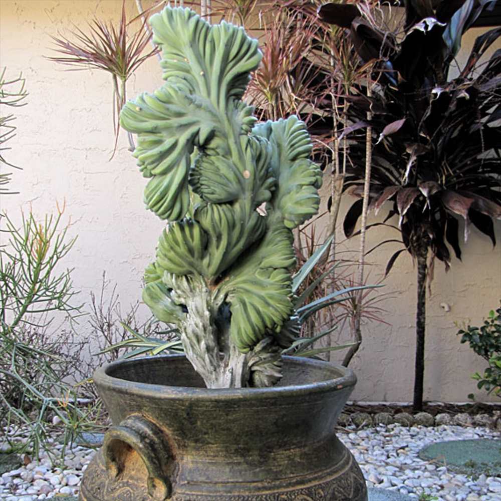 Син коралов кактус Myrtillocactus Geometrizans Cristata, 18 см, декоративен кактус за интериор с архитектурна форма