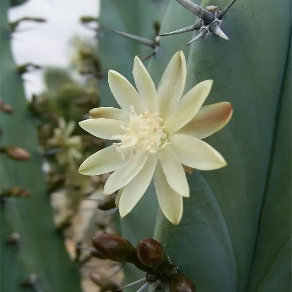 Cactus Albastru Myrtillocactus geometrizans, cactus decorativ de interior cu forma arhitecturala