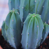 Cactus Albastru Myrtillocactus geometrizans, cactus decorativ de interior cu forma arhitecturala