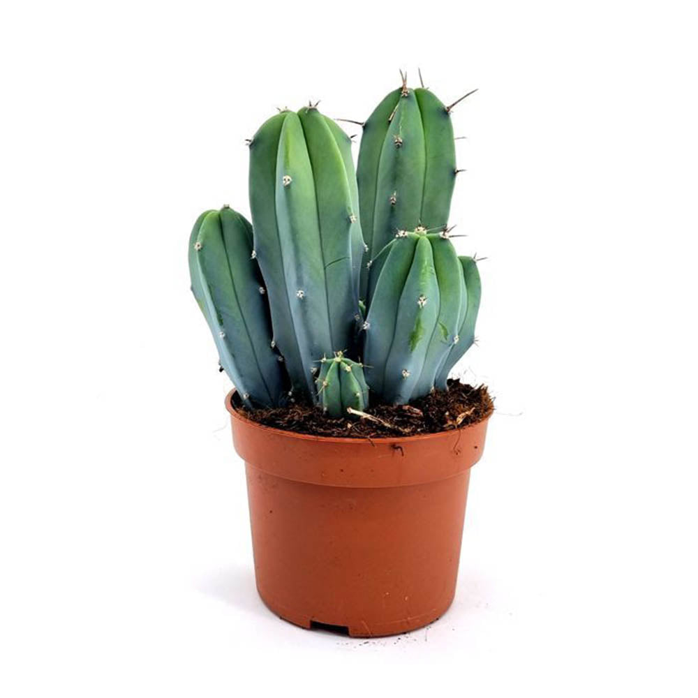 Cactus Albastru Myrtillocactus geometrizans, cactus decorativ de interior cu forma arhitecturala