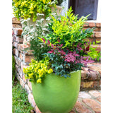 Bambus Sacru Nandina Lemon-Lime, decorativ cu frunze galben-verzui, arbust vesnic verde, gradina japoneza, feng hhui