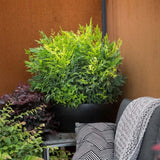 Свещен бамбук Nandina Lemon-Lime, декоративен с жълто-зелени листа, вечнозелен храст, японска градина, фън шуй