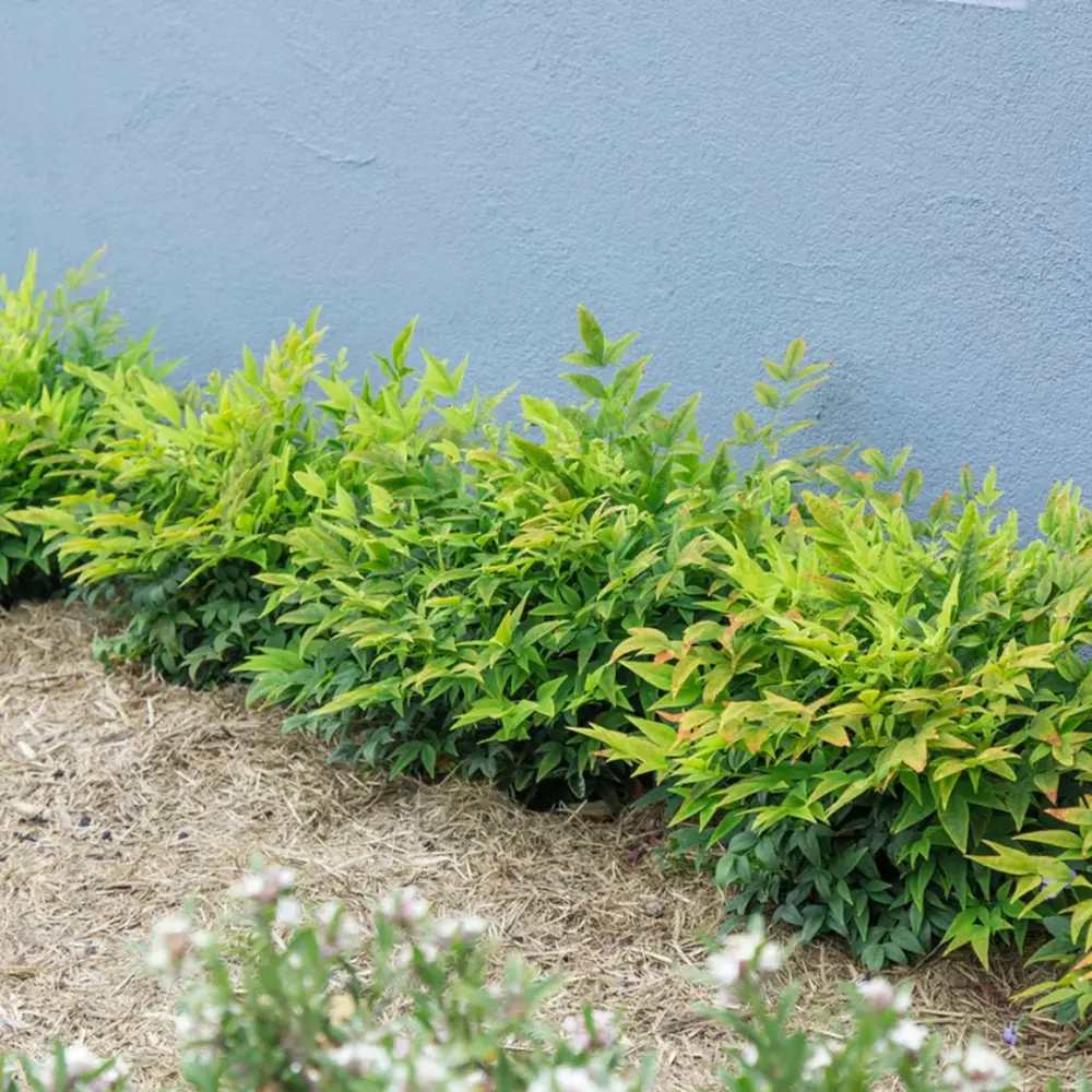 Свещен бамбук Nandina Lemon-Lime, декоративен с жълто-зелени листа, вечнозелен храст, японска градина, фън шуй