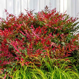 Свещен червен бамбук Nandina Obsessed, вечнозелен, розово-червена зеленина, декоративен, за саксия или градина, японска градина, фън шуй