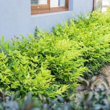 Bambus Sacru Nandina Lemon-Lime, decorativ cu frunze galben-verzui, arbust vesnic verde, gradina japoneza, feng hhui