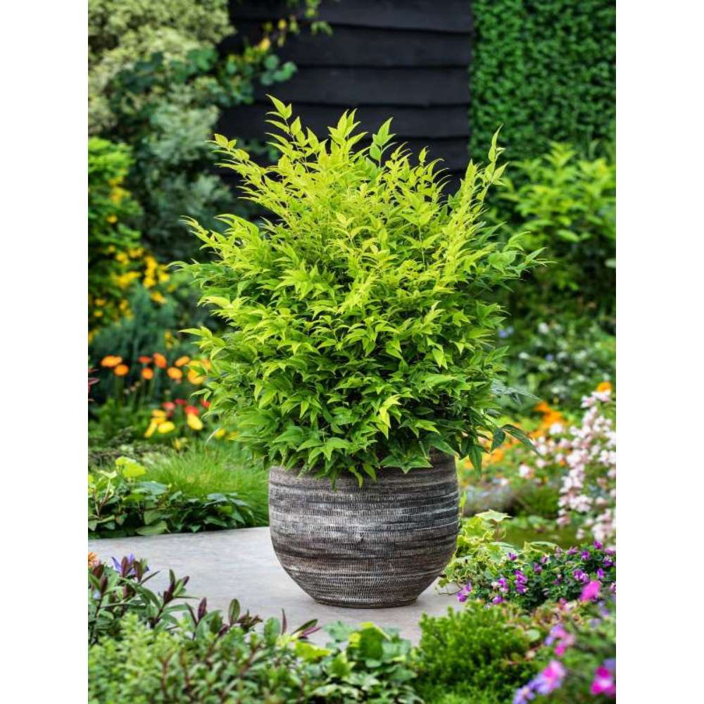 Bambus Sacru Nandina Lemon-Lime, decorativ cu frunze galben-verzui, arbust vesnic verde, gradina japoneza, feng hhui