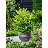 Bambus Sacru Nandina Lemon-Lime, decorativ cu frunze galben-verzui, arbust vesnic verde, gradina japoneza, feng hhui