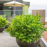 Свещен бамбук Nandina Lemon-Lime, декоративен с жълто-зелени листа, вечнозелен храст, японска градина, фън шуй