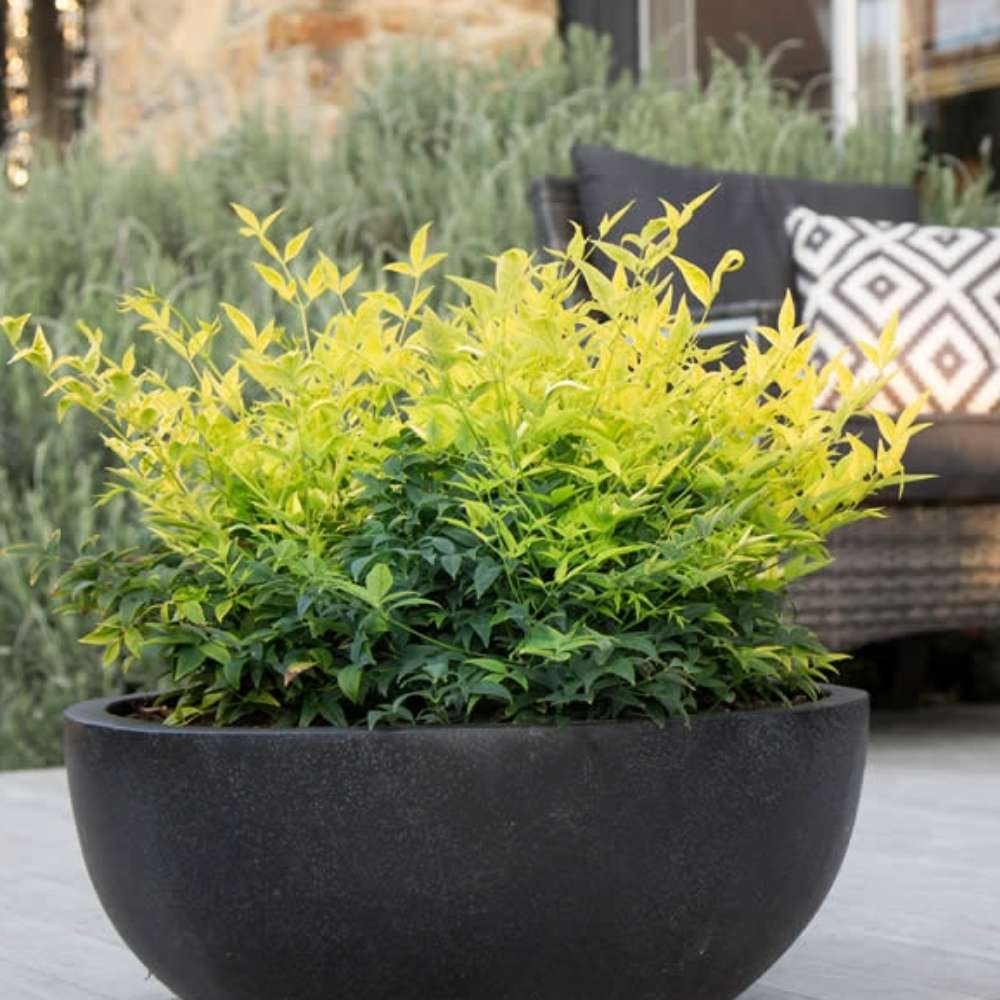 Bambus Sacru Nandina Lemon-Lime, decorativ cu frunze galben-verzui, arbust vesnic verde, gradina japoneza, feng hhui