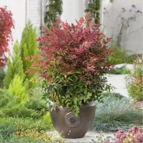 Свещен червен бамбук Nandina Obsessed, вечнозелен, розово-червена зеленина, декоративен, за саксия или градина, японска градина, фън шуй