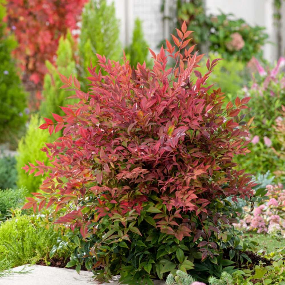 Свещен червен бамбук Nandina Obsessed, вечнозелен, розово-червена зеленина, декоративен, за саксия или градина, японска градина, фън шуй