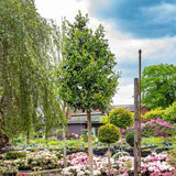 Японски лавровишня (Ilex) Nellie R. Stevens, вечнозелено декоративно дърво с червени плодове