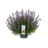 Котешка мента (Nepeta Purrsian Blue), ароматно многогодишно растение, медоносно, устойчиво на суша и студ