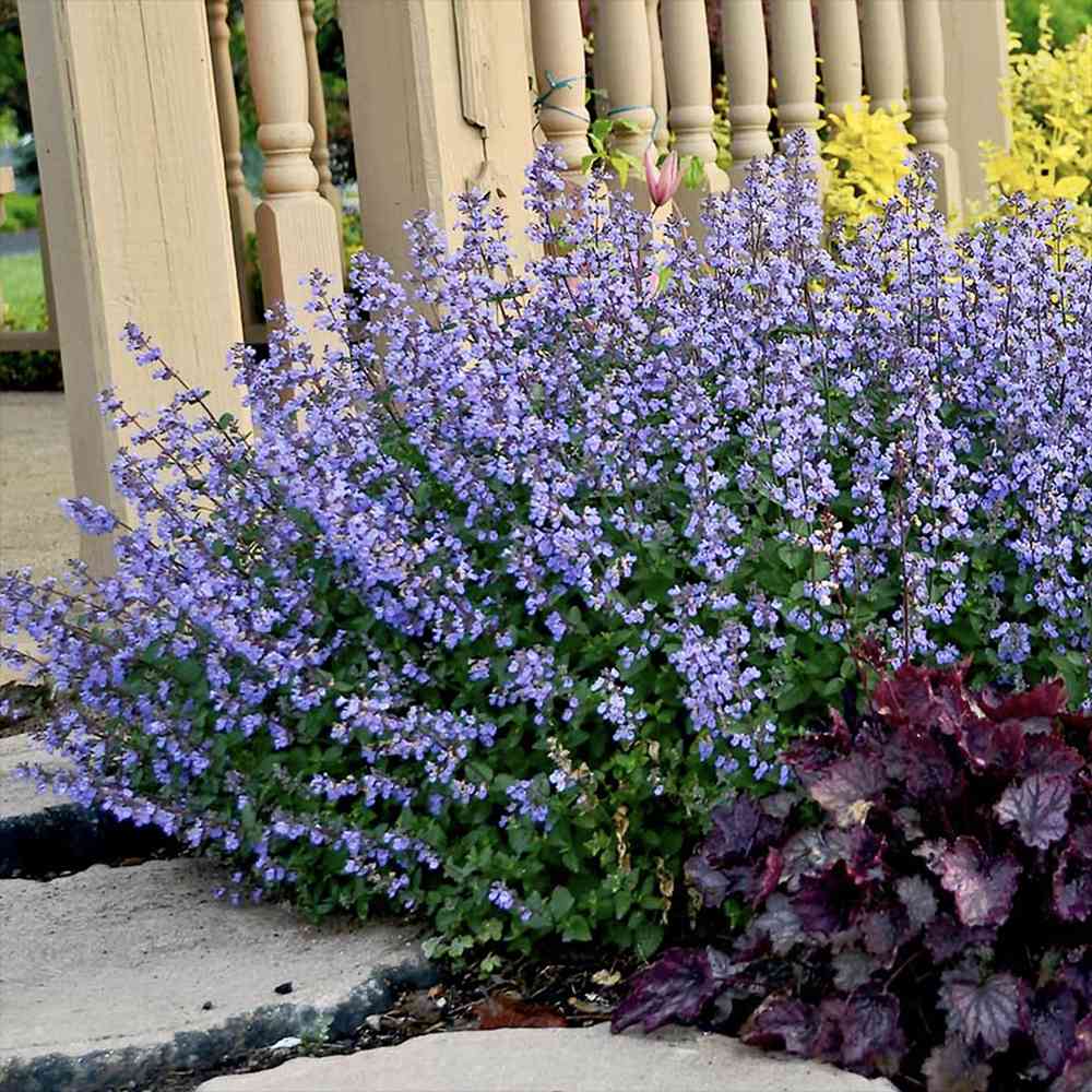 Котешка мента (Nepeta Purrsian Blue), ароматно многогодишно растение, медоносно, устойчиво на суша и студ