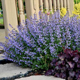 Котешка мента (Nepeta Purrsian Blue), ароматно многогодишно растение, медоносно, устойчиво на суша и студ