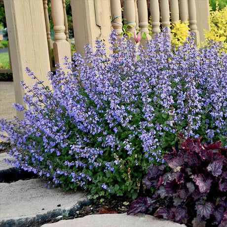 Котешка мента (Nepeta Purrsian Blue), ароматно многогодишно растение, медоносно, устойчиво на суша и студ