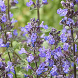 Котешка мента (Nepeta Purrsian Blue), ароматно многогодишно растение, медоносно, устойчиво на суша и студ