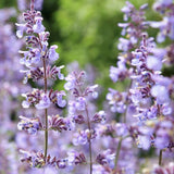 Котешка мента (Nepeta Purrsian Blue), ароматно многогодишно растение, медоносно, устойчиво на суша и студ