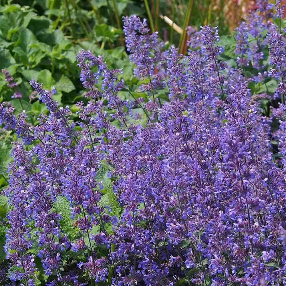 Котешка мента (Nepeta Purrsian Blue), ароматно многогодишно растение, медоносно, устойчиво на суша и студ