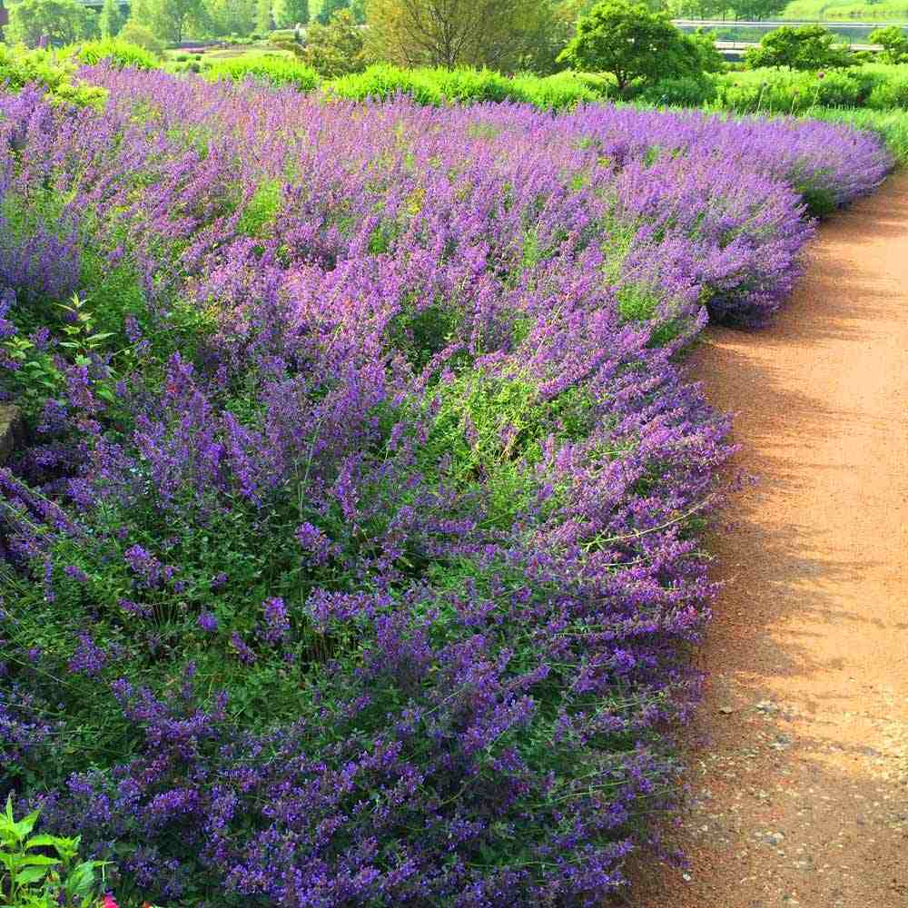 Menta Pisicii (Nepeta) Walker's Low, cu flori albastre-violet si parfum placut
