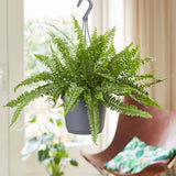 Feriga Sabie de interior Green Lady, 35-45 cm, feriga verde eleganta, frunze arcuite decorative, purificatoare de aer