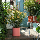 Олеандър (Nerium) храст, с двойни кремаво-жълти цветове