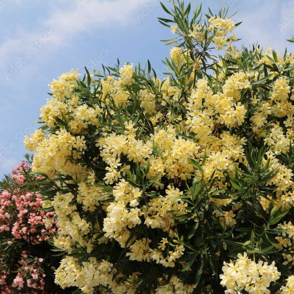 Олеандър (Nerium) храст, с двойни кремаво-жълти цветове