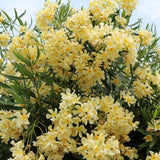 Олеандър (Nerium) храст, с двойни кремаво-жълти цветове