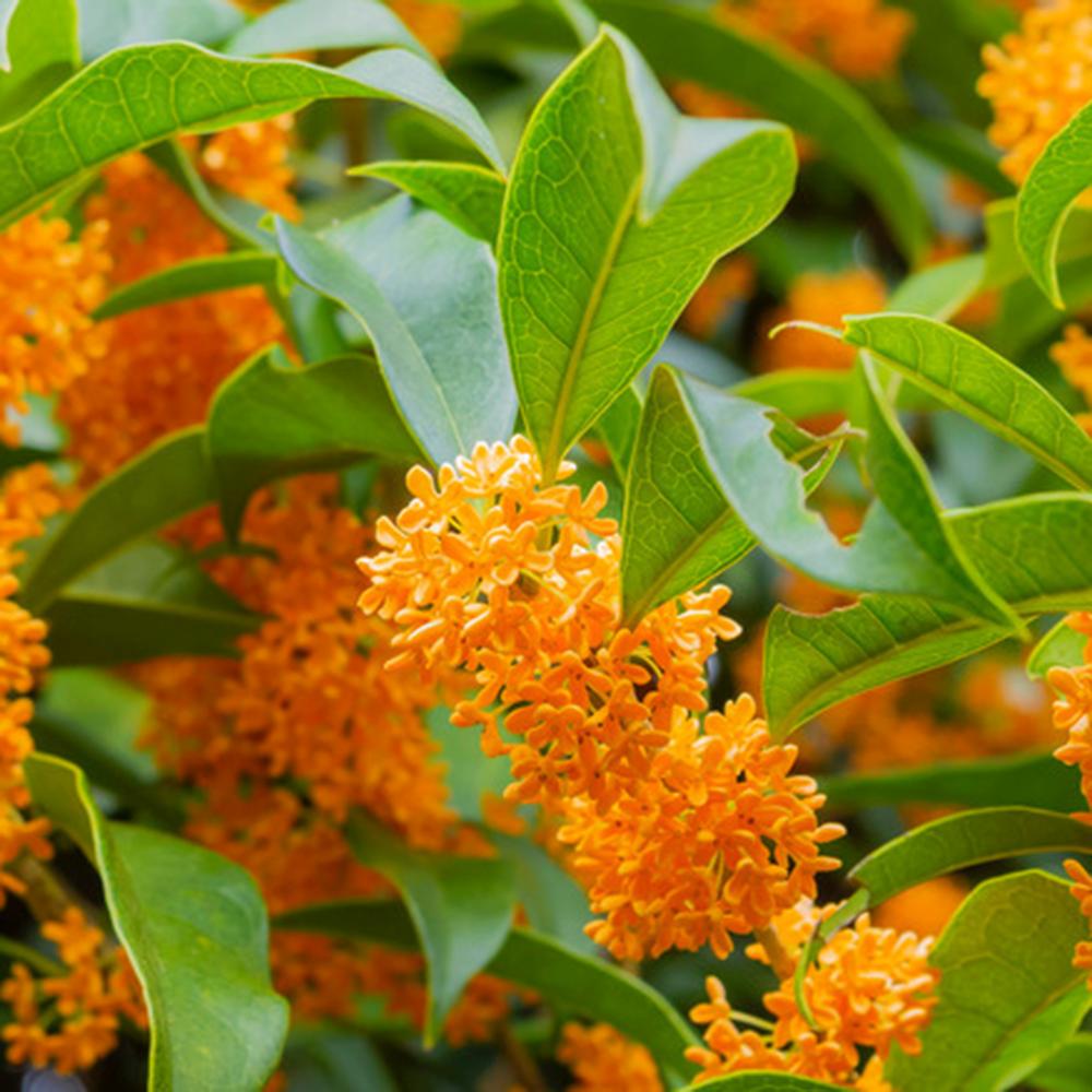 Османтус Osmanthus fragrans 'Rubra Aurantiacus' – вечнозелен храст с портокалови цветове и изключителен аромат