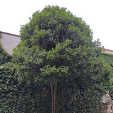 Османтус Osmanthus fragrans 'Rubra Aurantiacus' – вечнозелен храст с портокалови цветове и изключителен аромат