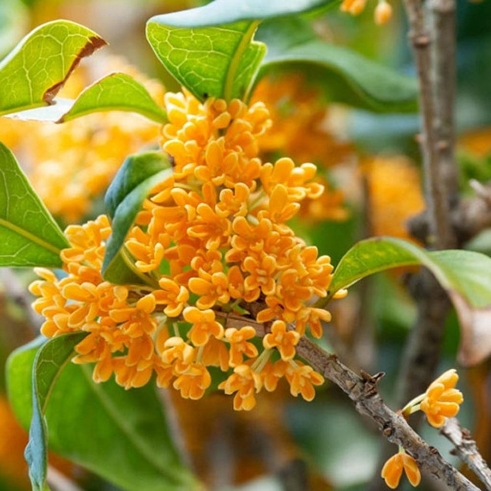 Османтус Osmanthus fragrans 'Rubra Aurantiacus' – вечнозелен храст с портокалови цветове и изключителен аромат