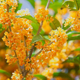 Османтус Osmanthus fragrans 'Rubra Aurantiacus' – вечнозелен храст с портокалови цветове и изключителен аромат