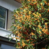 Османтус Osmanthus fragrans 'Rubra Aurantiacus' – вечнозелен храст с портокалови цветове и изключителен аромат