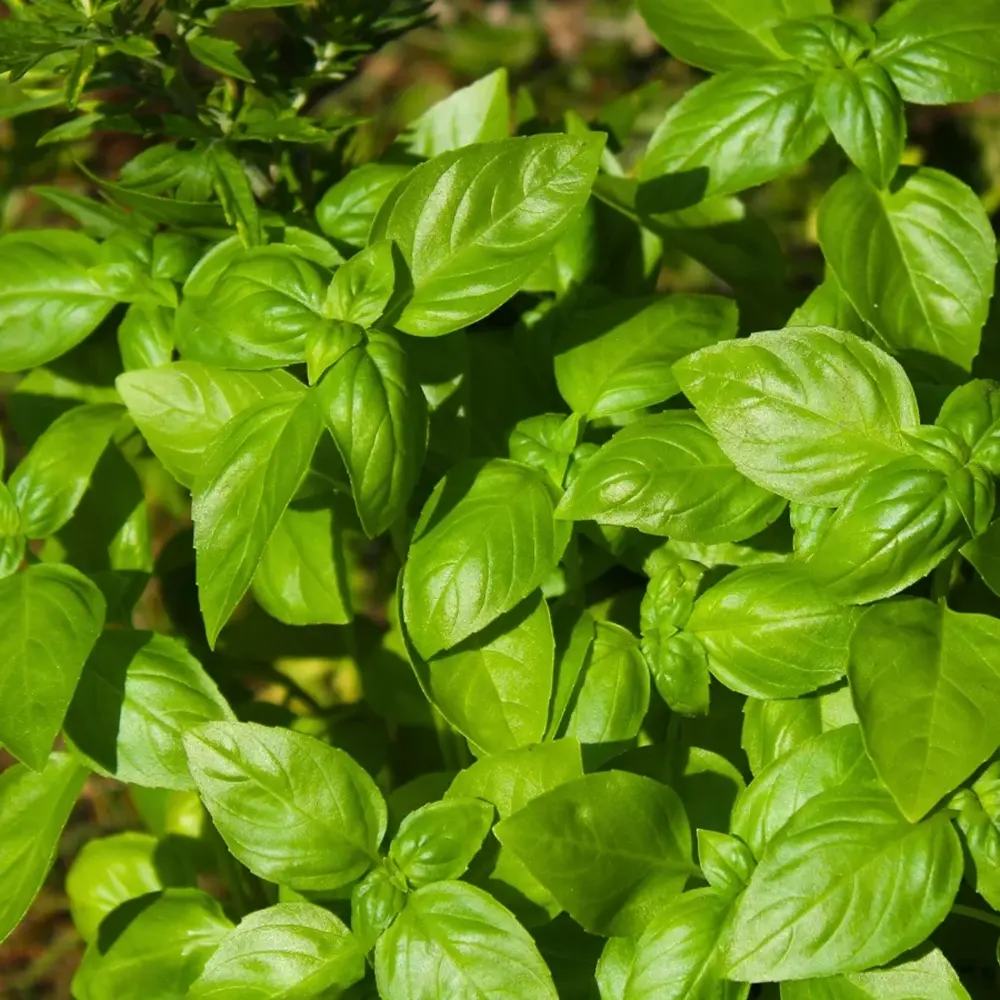 Busuioc (Ocimum basilicum Coldasil), planta aromatica,  frunze intens parfumate