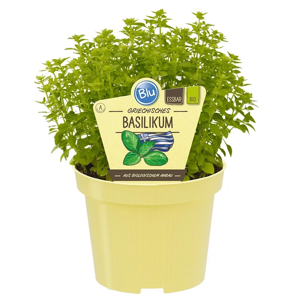 Busuioc (Ocimum basilicum Coldasil), planta aromatica,  frunze intens parfumate