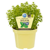 Busuioc (Ocimum basilicum Coldasil), planta aromatica,  frunze intens parfumate