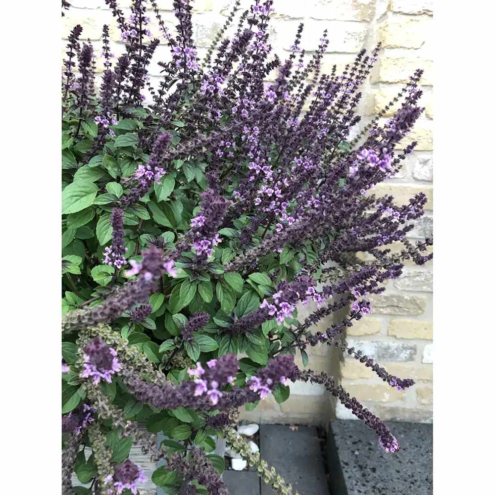 Busuioc (Ocimum basilicum Coldasil), planta aromatica,  frunze intens parfumate