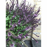Busuioc (Ocimum basilicum Coldasil), planta aromatica,  frunze intens parfumate