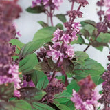 Busuioc (Ocimum basilicum Magic Blue), planta aromatica parfumata cu flori mov