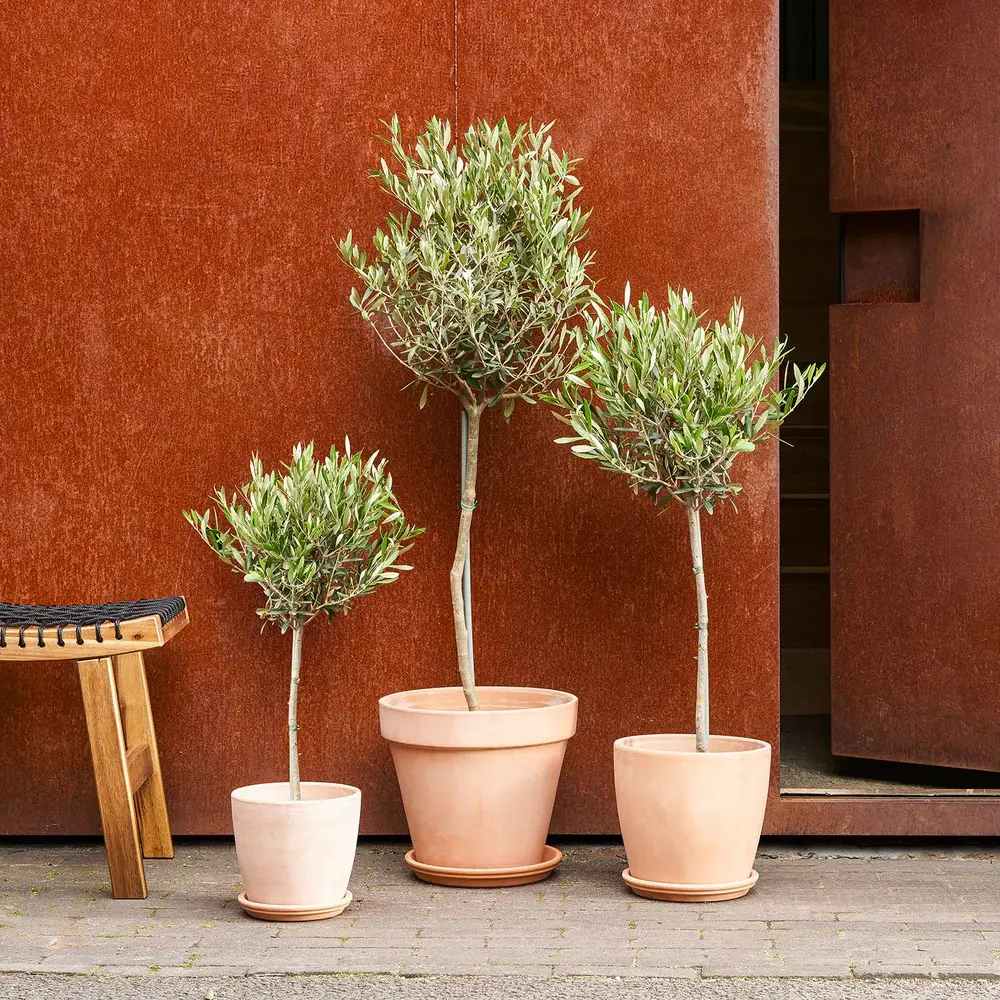 Европейска маслина Arbequina аклиматизирана, зимоустойчива, вечнозелена, плододаваща, лесна за отглеждане, средиземноморски ефект – 150 см