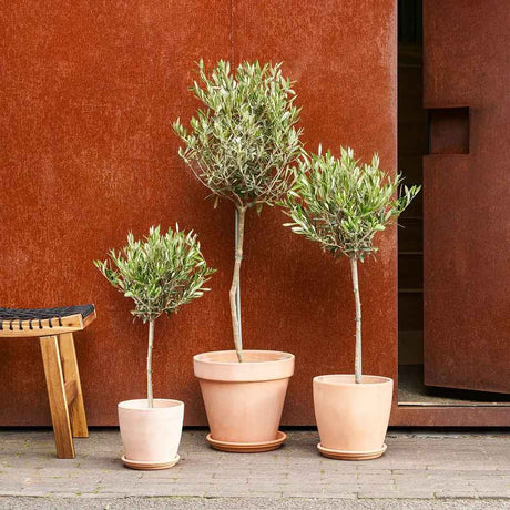 Европейска маслина Arbequina аклиматизирана, зимоустойчива, вечнозелена, плододаваща, лесна за отглеждане, средиземноморски ефект – 150 см