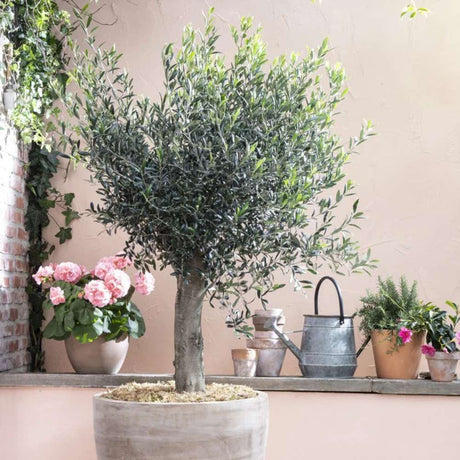 Европейска маслина Arbequina аклиматизирана, зимоустойчива, вечнозелена, плододаваща, лесна за отглеждане, средиземноморски ефект – 120 см