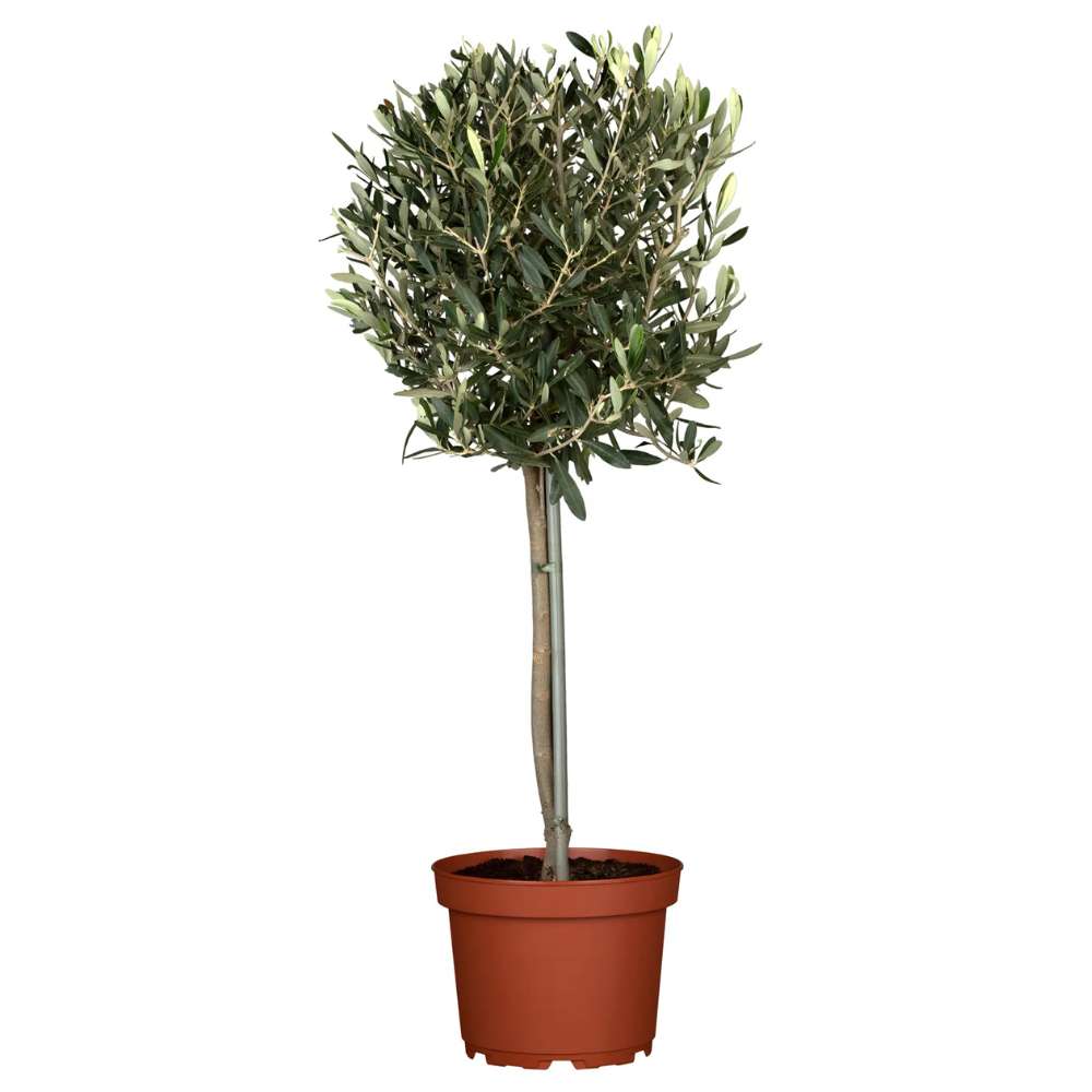 Европейска маслина Arbequina аклиматизирана, зимоустойчива, вечнозелена, плододаваща, лесна за отглеждане, средиземноморски ефект – 120 см