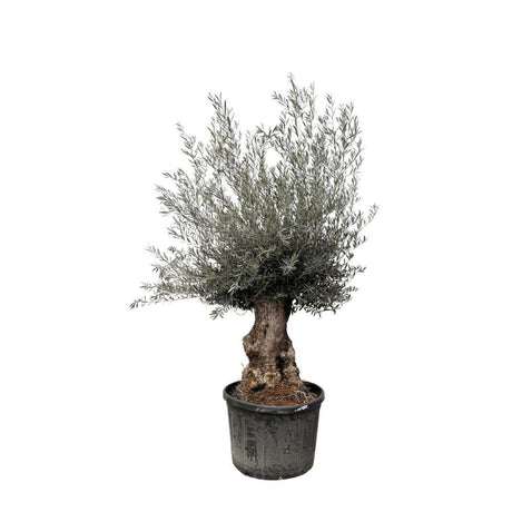 Maslin Bonsai Stravechi Arbequina Aclimatizat, rezistent iarna, usor de ingrijit, efect mediteranean, varsta 100 Ani, 260 cm, trunchiu noduros