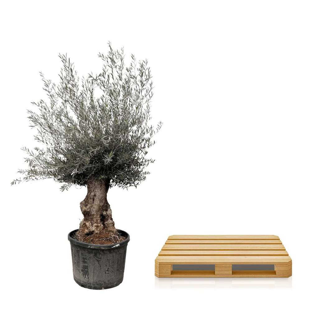Maslin Bonsai Stravechi Arbequina Aclimatizat, rezistent iarna, usor de ingrijit, efect mediteranean, varsta 100 Ani, 260 cm, trunchiu noduros