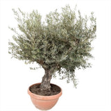 Maslin European Bonsai Arbequina Aclimatizat, rezistent iarna, vesnic verde, fructifer, usor de ingrijit, efect mediteranean, 50 ani, 220 cm cu trunchi noduros