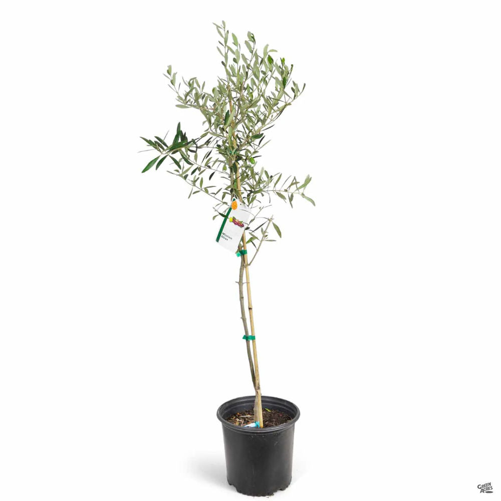 Маслина европейска Arbequina, аклиматизирана, зимоустойчива, вечнозелена, плододаваща, лесна за отглеждане, средиземноморски ефект - 160-170 см