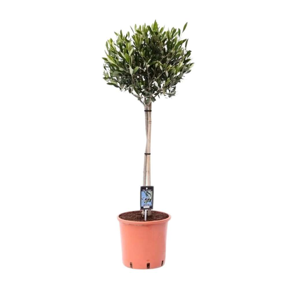 Maslin European Arbequina Aclimatizat, rezistent iarna, usor de ingrijit, efect mediteranean, 100 cm